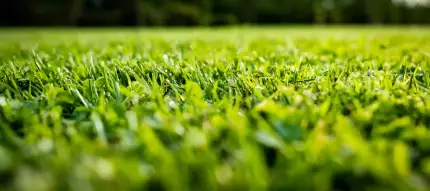 full service landscaping - fertilization services