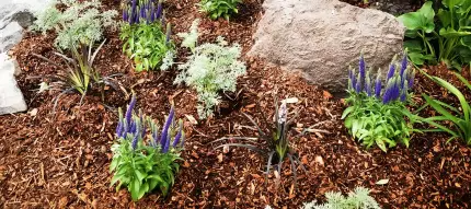 full service landscaping - pest & weed control
