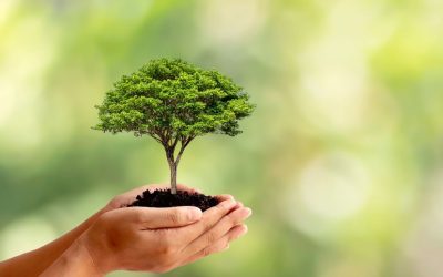 What is Florida-Friendly Landscaping?