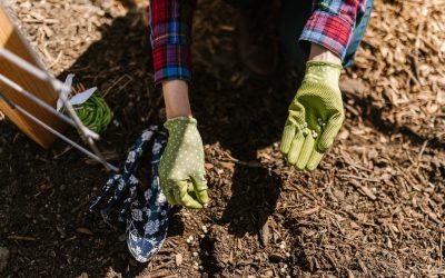 The Magic of Mulch: Benefits and Best Types for Florida Landscapes