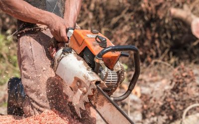 What You Need to Know About Stump Grinding Services?