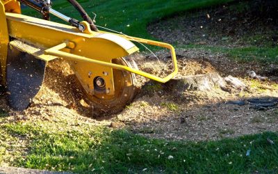 The Benefits of Choosing Professional Stump Grinding for Superior Yard Maintenance