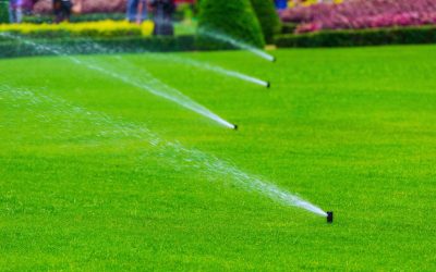 The Role of Expert Irrigation in Maintaining Vibrant Outdoor Spaces