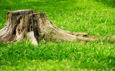 The Risks of Ignoring Tree Stumps in Your Yard